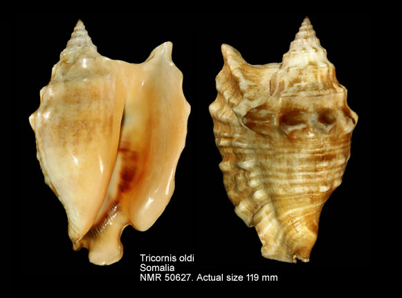 Tricornis oldi (17).jpg - Tricornis oldi (Emerson,1965)